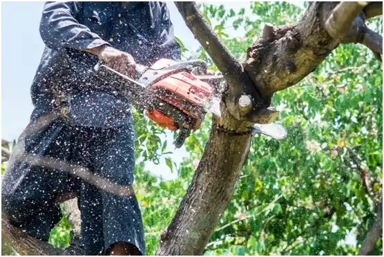 tree services Walnutport